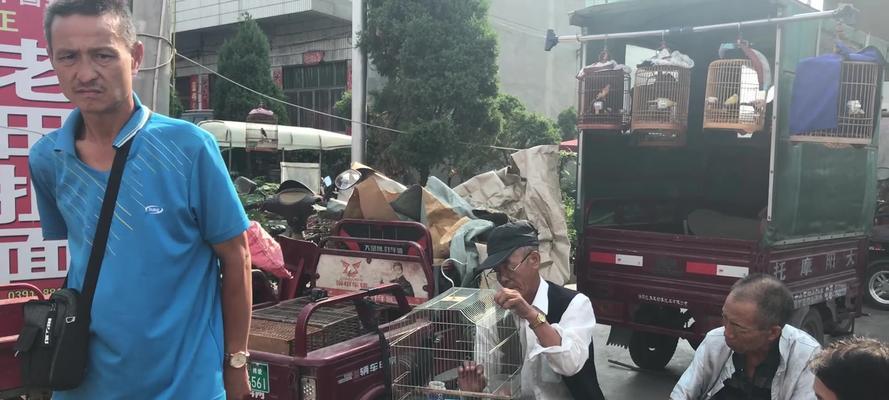 八哥捻舌的乐趣与技巧（揭秘八哥捻舌的奥秘，让你也能轻松上口）