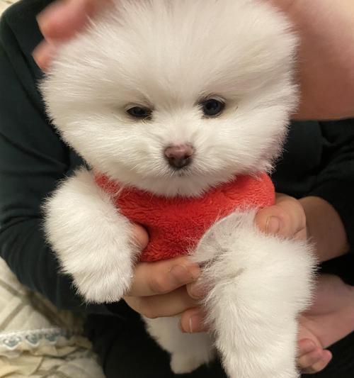 文章详情图片