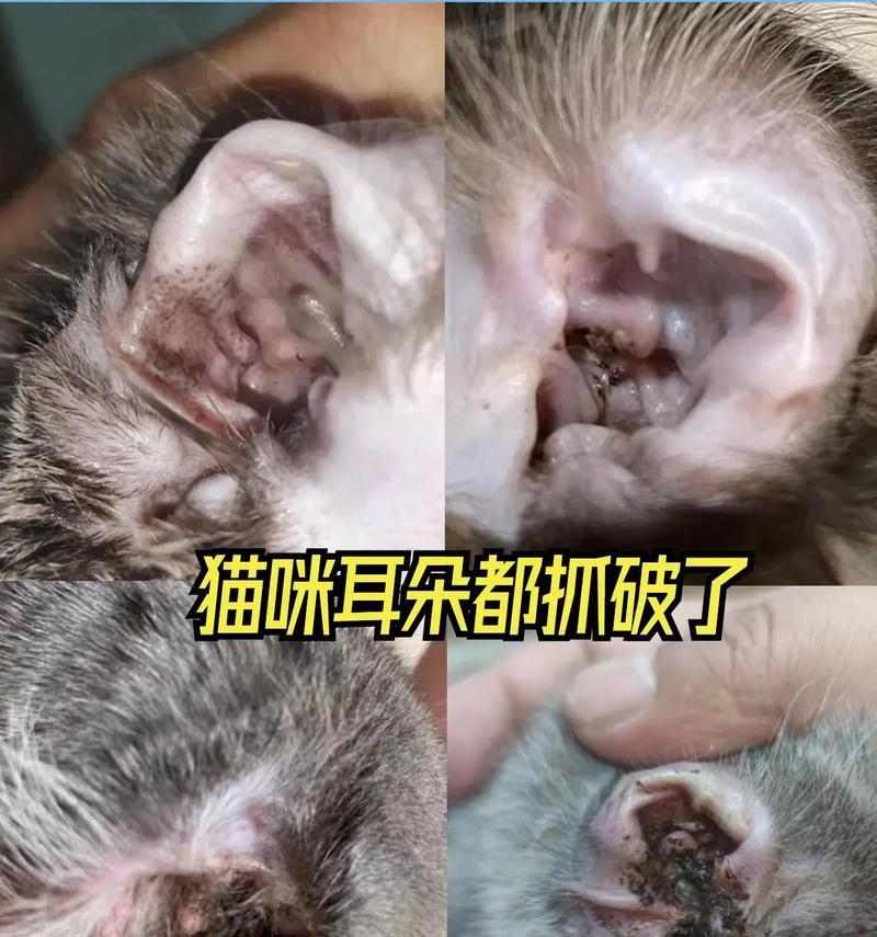文章详情图片