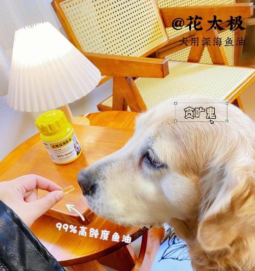 宠物老龄如何补充营养，健康长寿关键（探讨宠物老龄补充营养的重要性与方法，宠物健康长寿关键）
