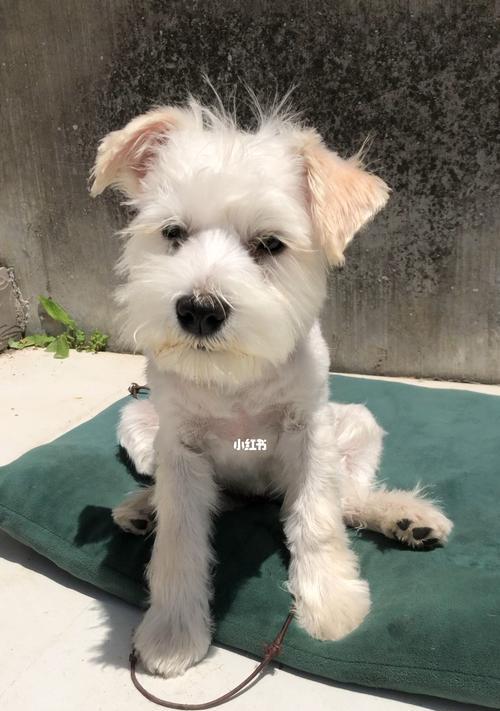 雪纳瑞狗狗狂犬疫苗接种时间解析（了解雪纳瑞狗狗的疫苗接种计划，守护它的健康）