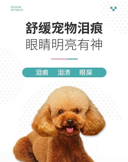 泰迪流眼泪药物治疗探究（了解泰迪流眼泪药物及应对方法，保护宠物眼睛健康）