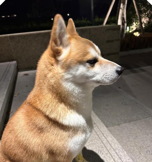 文章详情图片