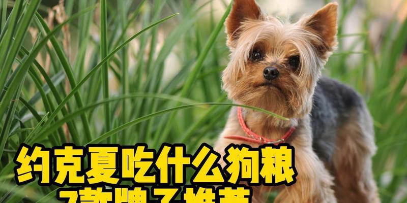 约克夏狗的饮食需求及注意事项（以约克夏狗为主题的饮食健康指南）