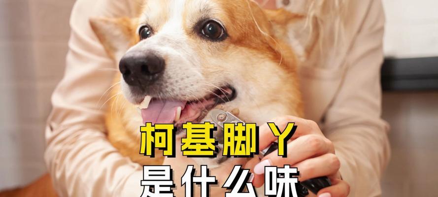 为什么狗喜欢闻人类的脚味？（探索狗狗对人类脚味的独特兴趣及可能原因）