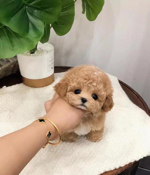 文章详情图片