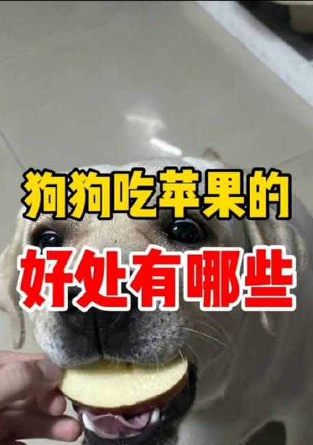 狗吃苹果的好处和坏处（探究狗吃苹果的益处和潜在风险）