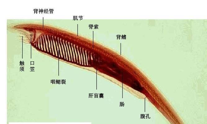 文章详情图片