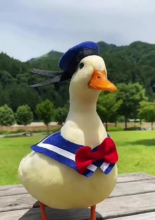 文章详情图片