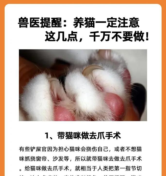 养猫须知——家中猫咪的注意事项（关爱猫咪，共创幸福家庭）