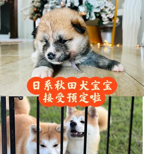 文章详情图片