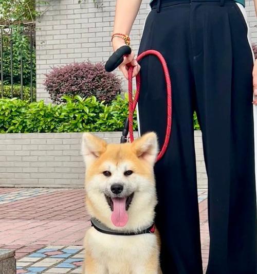 文章详情图片