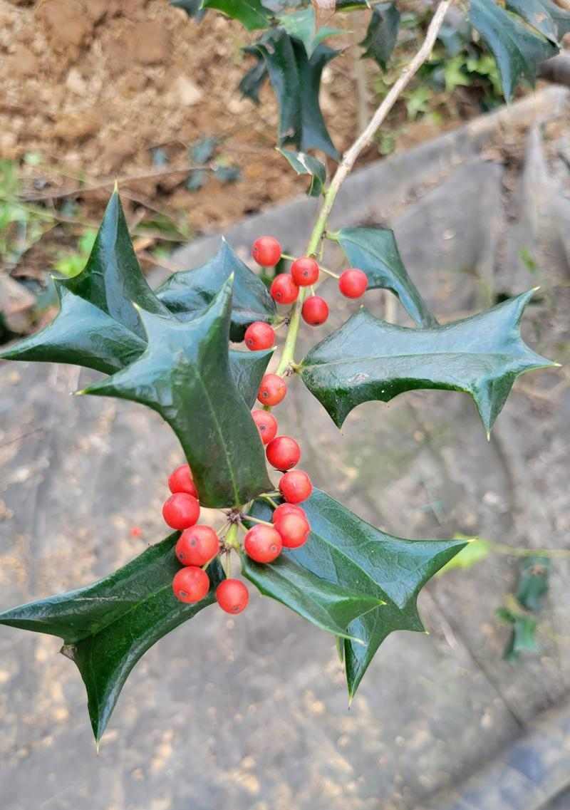 文章详情图片