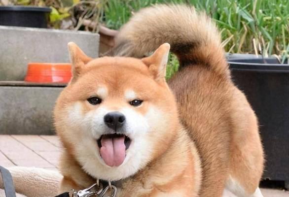 文章详情图片