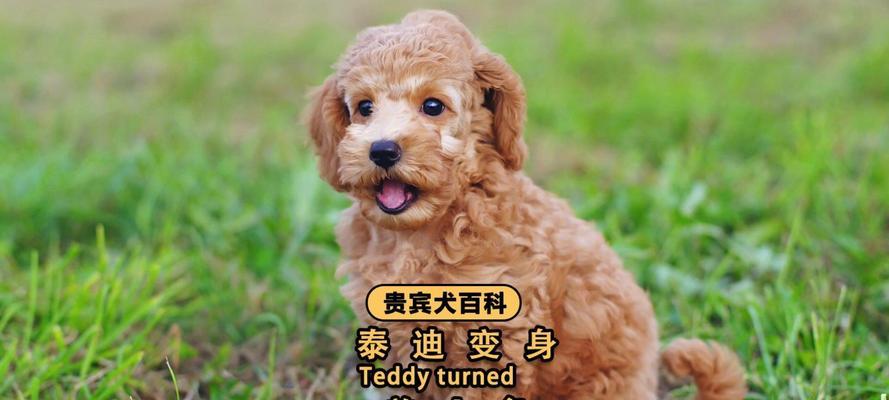 文章详情图片