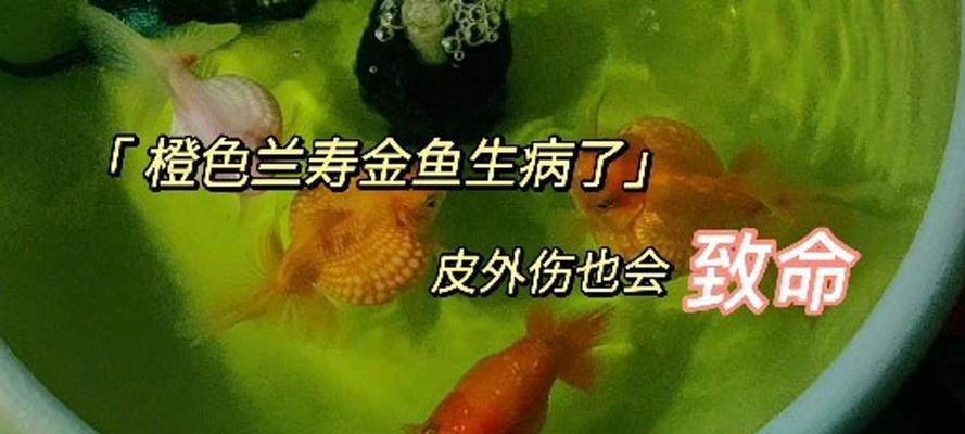探究以鱼得了肠炎的原因（揭秘鱼类传播肠炎的关键因素）
