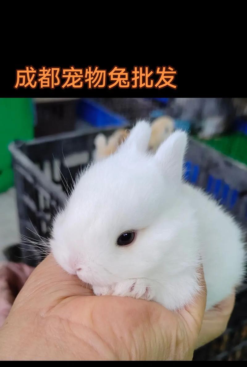 文章详情图片