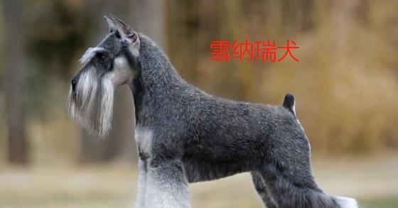 文章详情图片