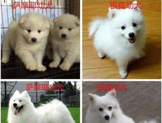 文章详情图片