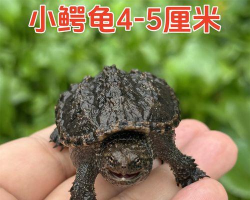 文章详情图片