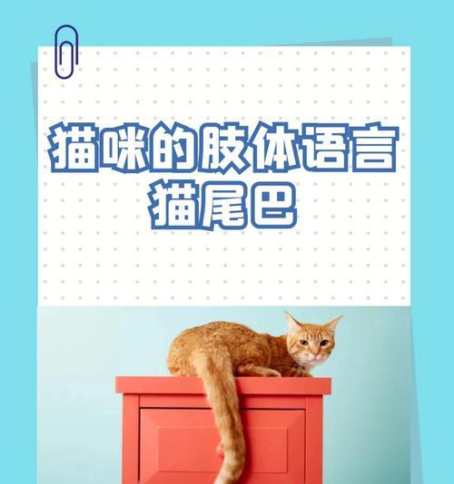 猫尾巴揭示心情的奥秘（从尾巴角度看猫咪内心世界的变幻莫测）