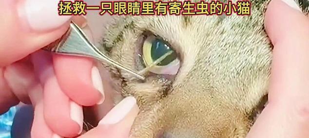 文章详情图片