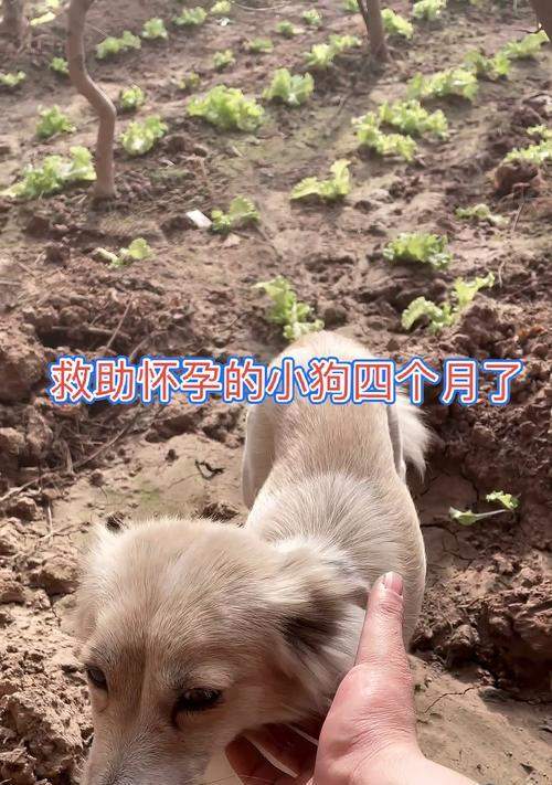 文章详情图片
