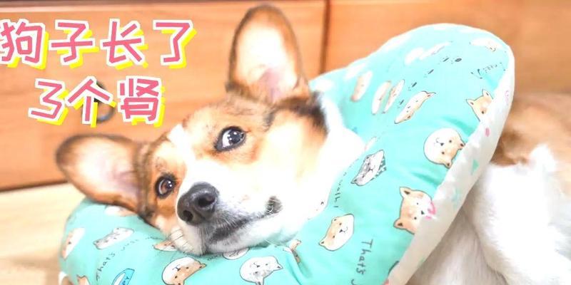 文章详情图片