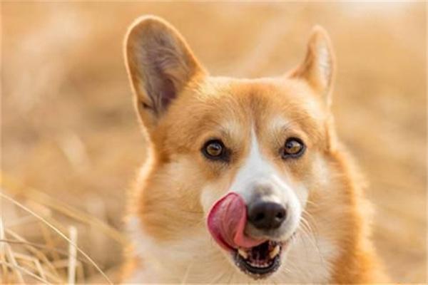 狗狗犯错屡教不改是什么原因？