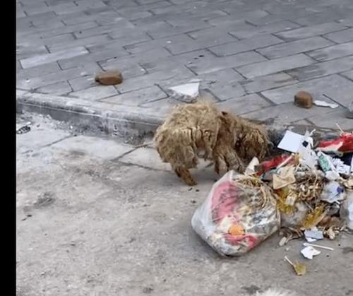 文章详情图片