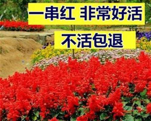 文章详情图片