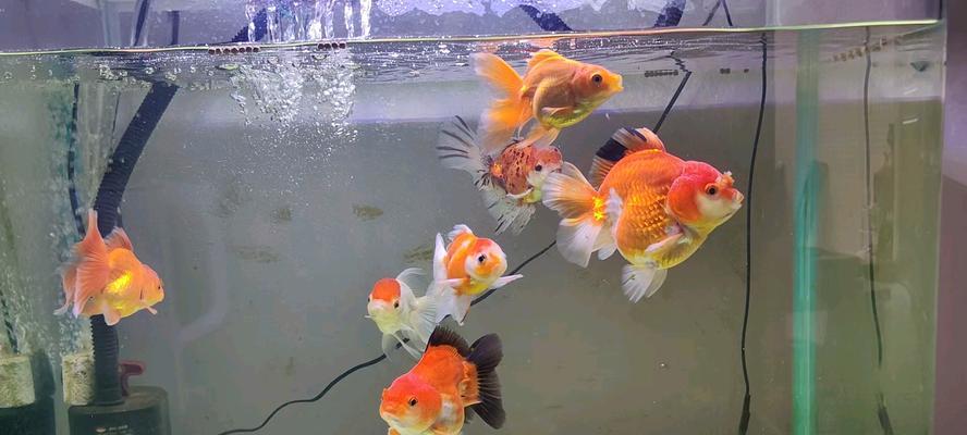 文章详情图片