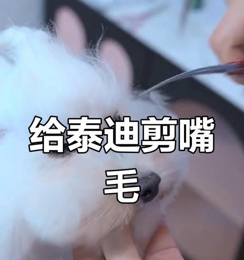 泰迪嘴巴为何不长毛？（探究泰迪嘴巴缺乏毛发的原因及相关特点）