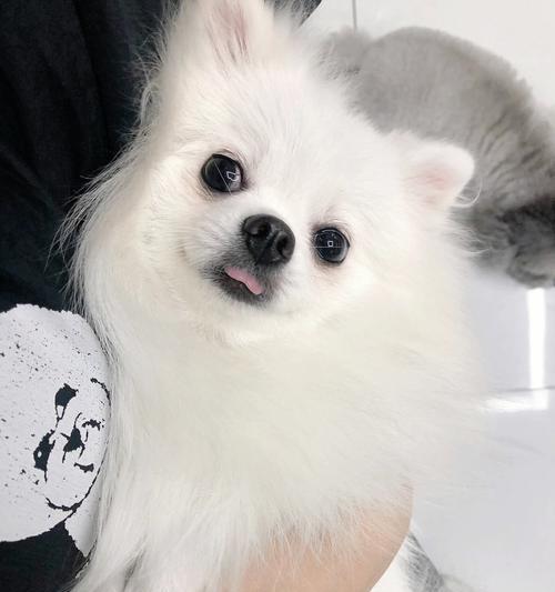 文章详情图片