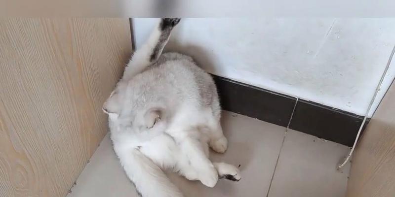 文章详情图片