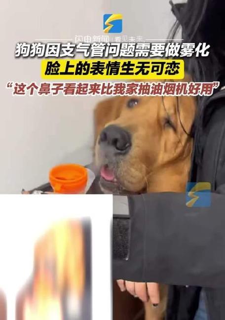 狗鼻子的神奇功能——嗅觉的奥秘（揭开狗鼻子的神秘面纱，探寻嗅觉的精准之道）