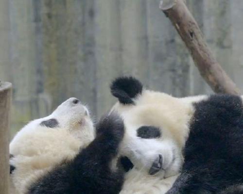 文章详情图片