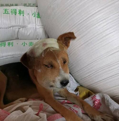 文章详情图片