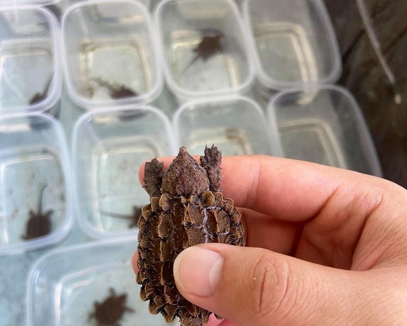 文章详情图片
