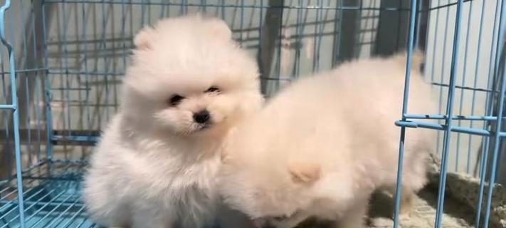 文章详情图片