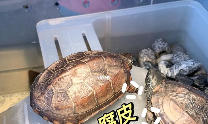 文章详情图片