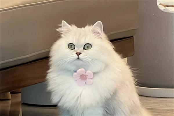 猫咪记仇会怎么样？