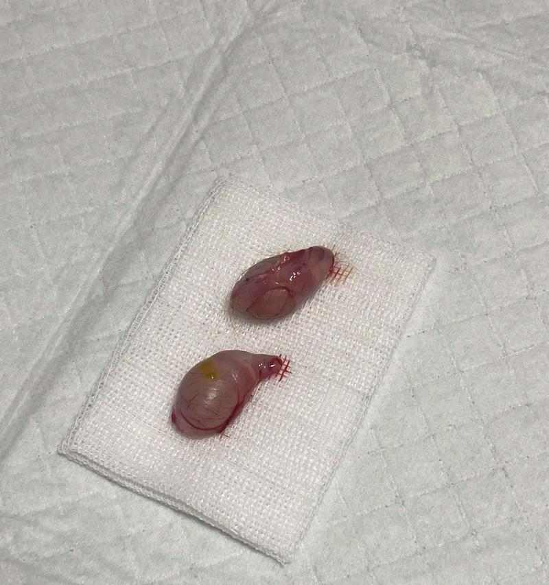 文章详情图片