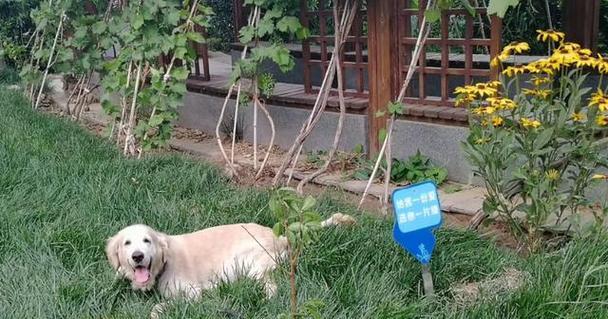文章详情图片