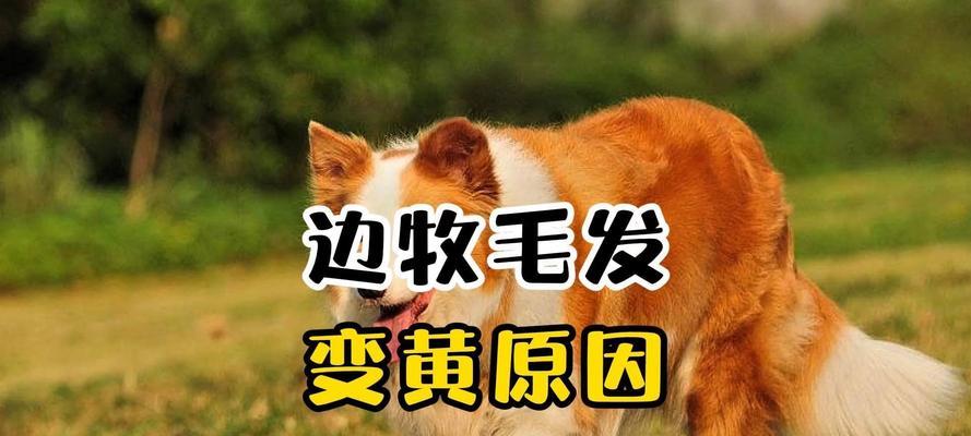 文章详情图片