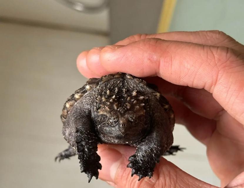 文章详情图片