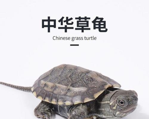 文章详情图片