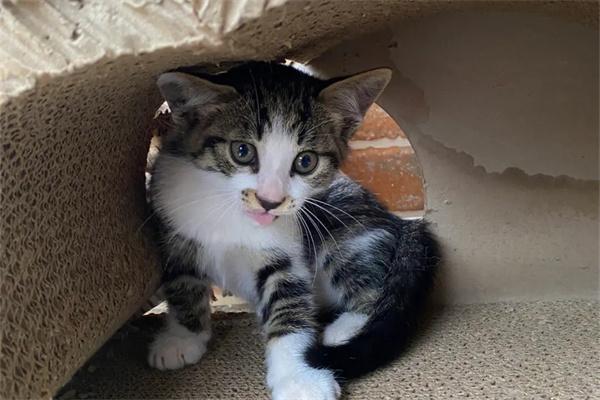 猫咪为什么善于捕捉老鼠？