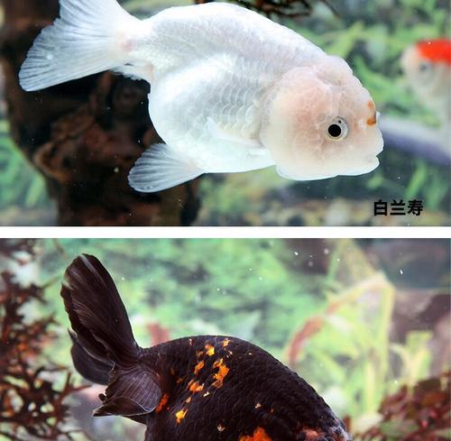 文章详情图片