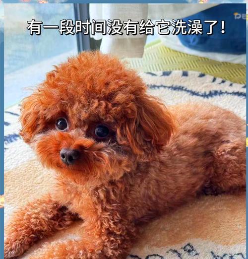 文章详情图片
